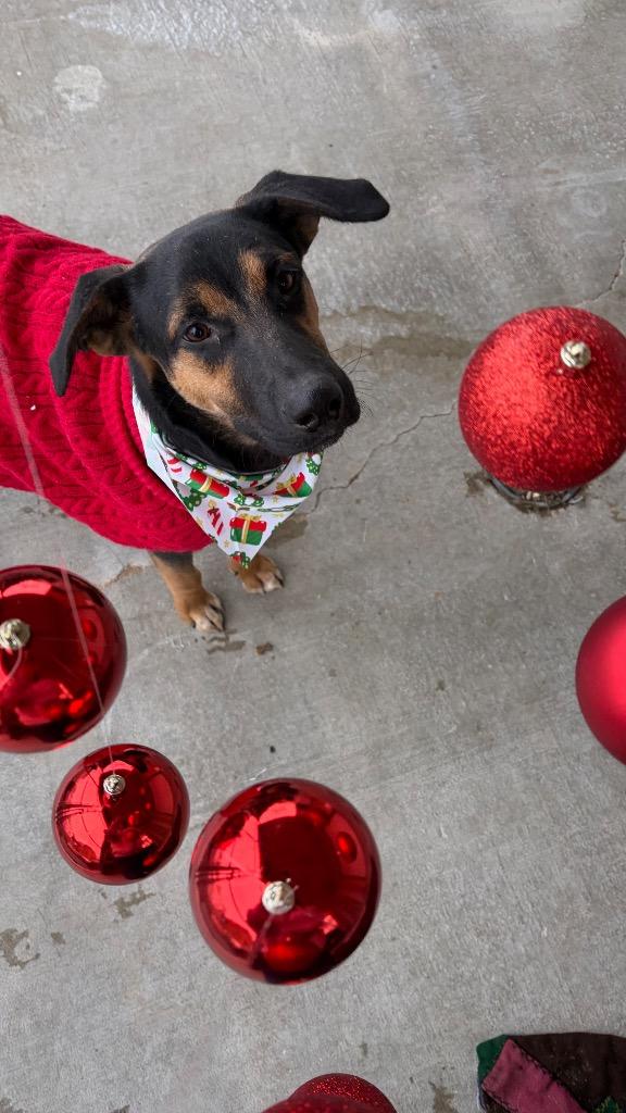 Enlarge Ranger, a Adoptable mixed breed in Lawrenceville, IL image 3/6