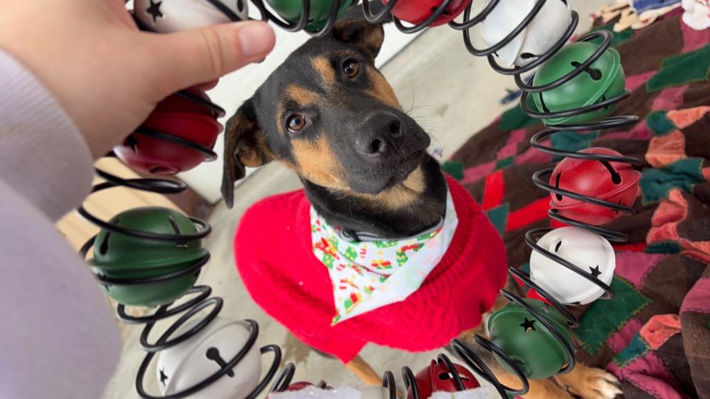 Enlarge Ranger, a Adoptable mixed breed in Lawrenceville, IL image 4/6