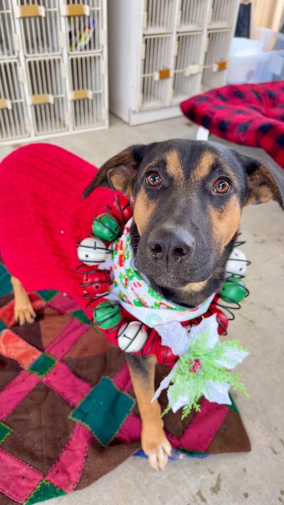 Enlarge Ranger, a Adoptable mixed breed in Lawrenceville, IL image 5/6