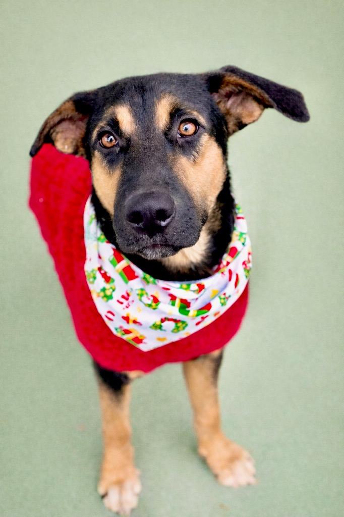 Enlarge Ranger, a Adoptable mixed breed in Lawrenceville, IL image 1/6