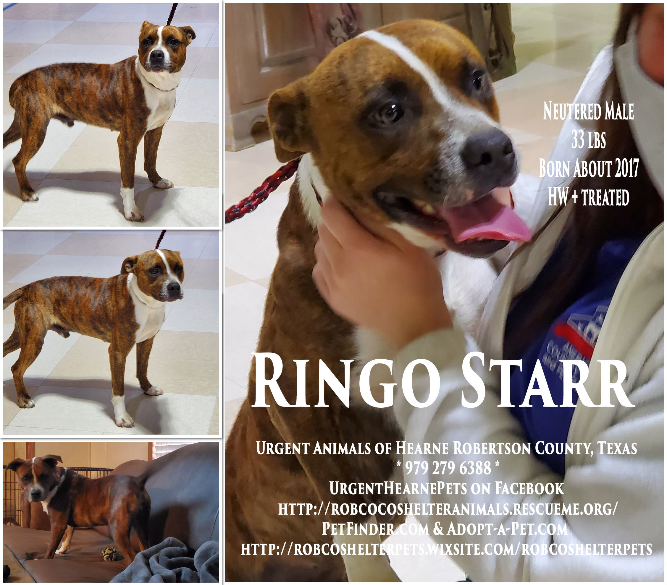Enlarge Ringo Starr, a Adoptable mixed breed in Hearne, TX image 1/2