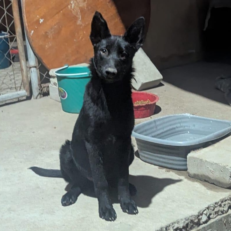 Emma, ADOPTABLE, Puppy Female German Shepherd Dog & Labrador Retriever.