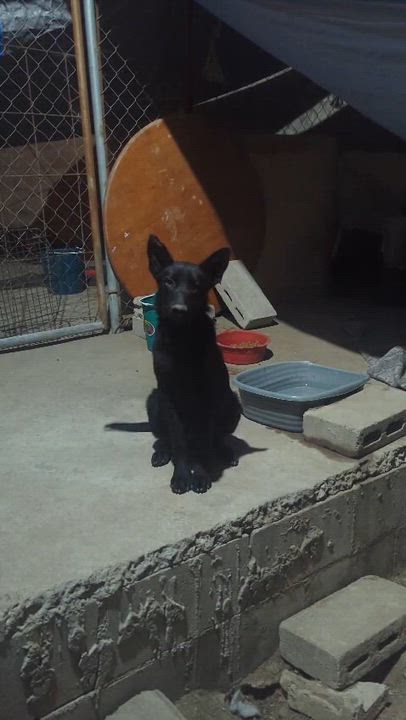 Enlarge Emma, a ADOPTABLE mixed breed in Tijuana, BCN video 1/2