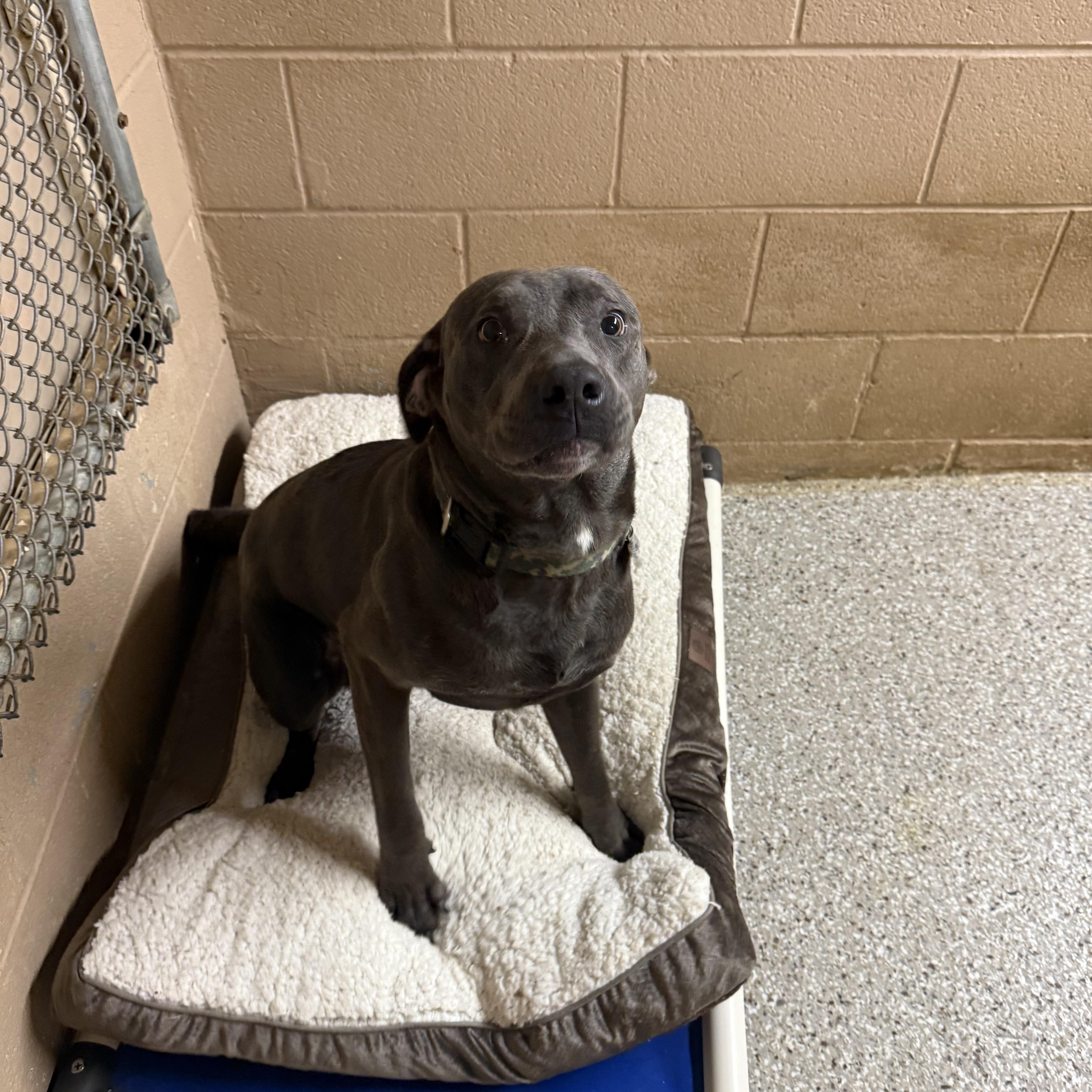 Shadow, ADOPTABLE, Young Male Pit Bull Terrier.