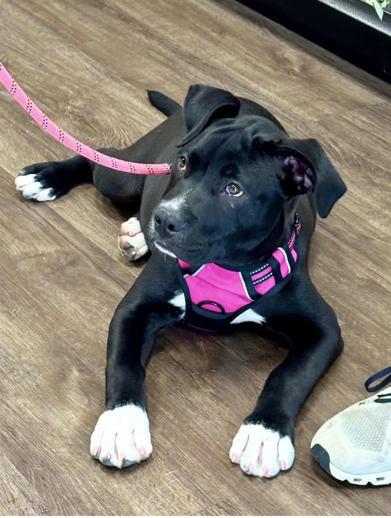 Gretchen, a Adopted Terrier in Euless, TX image 2/3