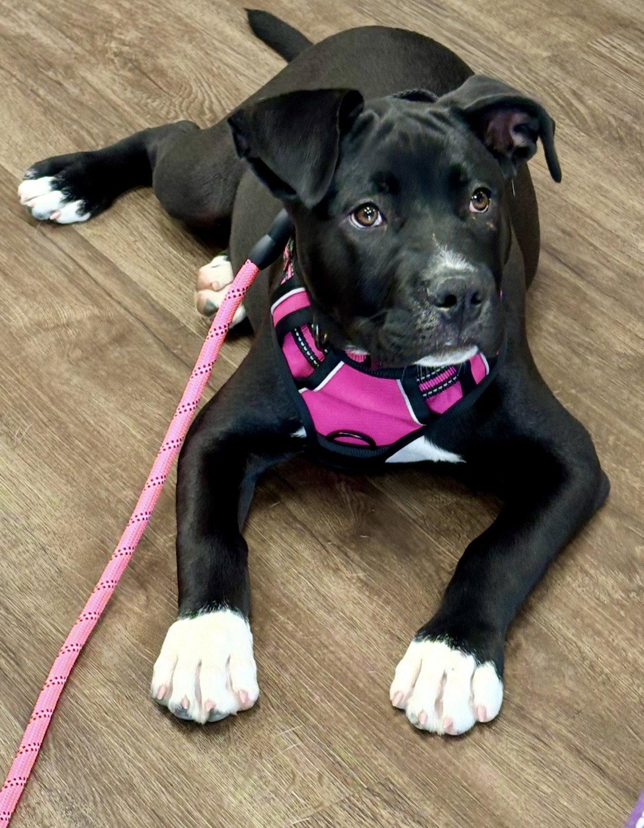 Gretchen, a Adopted Terrier in Euless, TX image 3/3