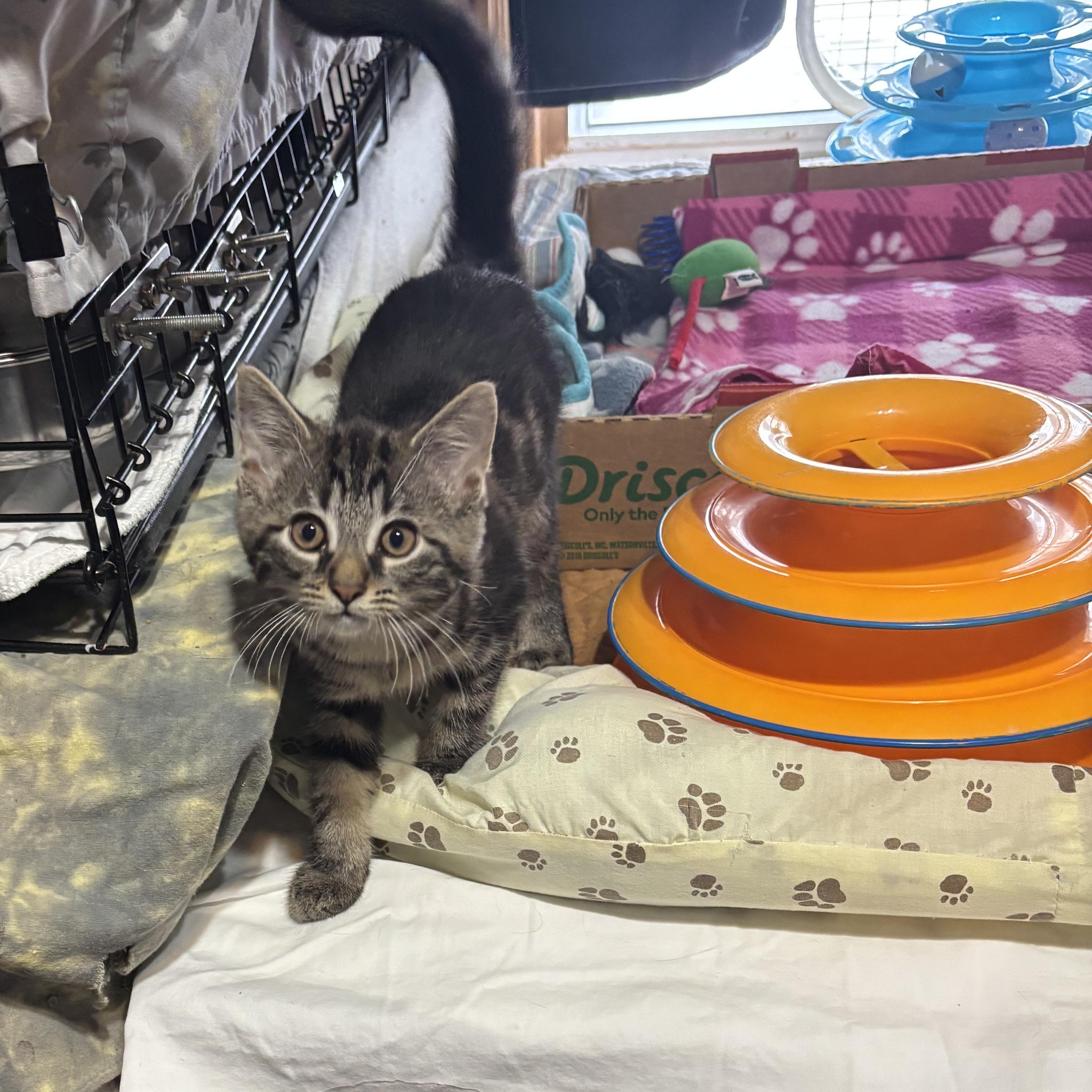 Clara, adopted, Kitten Female Domestic Short Hair.