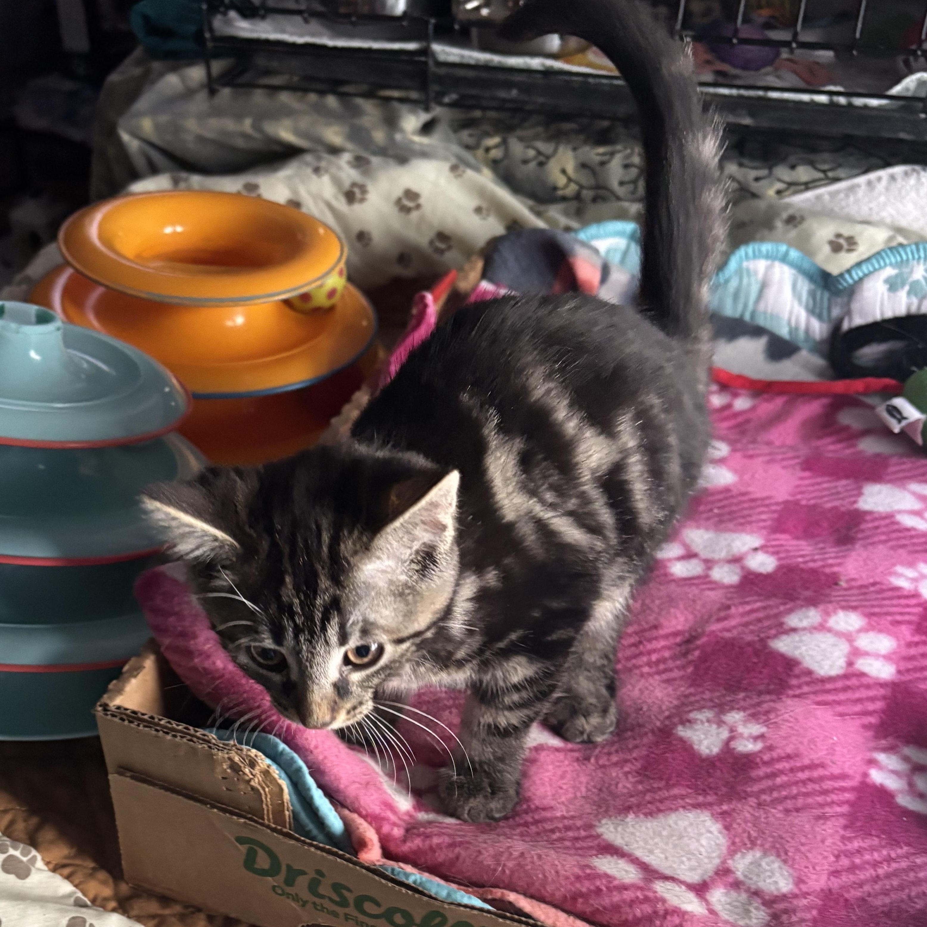 Clara, an adopted Domestic Short Hair in Pittsburgh, PA image 2/3