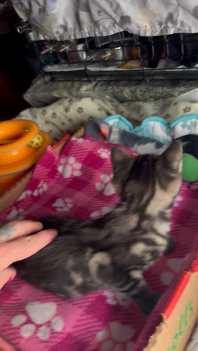 Enlarge Clara, an adopted Domestic Short Hair in Pittsburgh, PA video 3/3