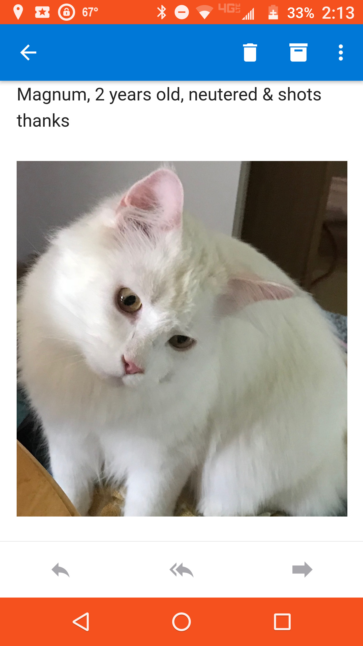 Magnum, Adopted, Adult Male Maine Coon.