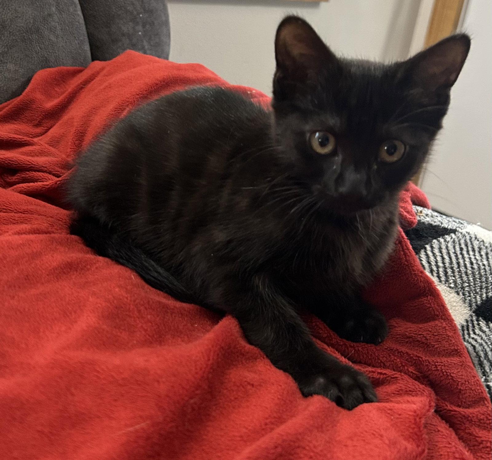Enlarge Dianne, a Adoptable Domestic Short Hair in Hammond, LA image 1/1