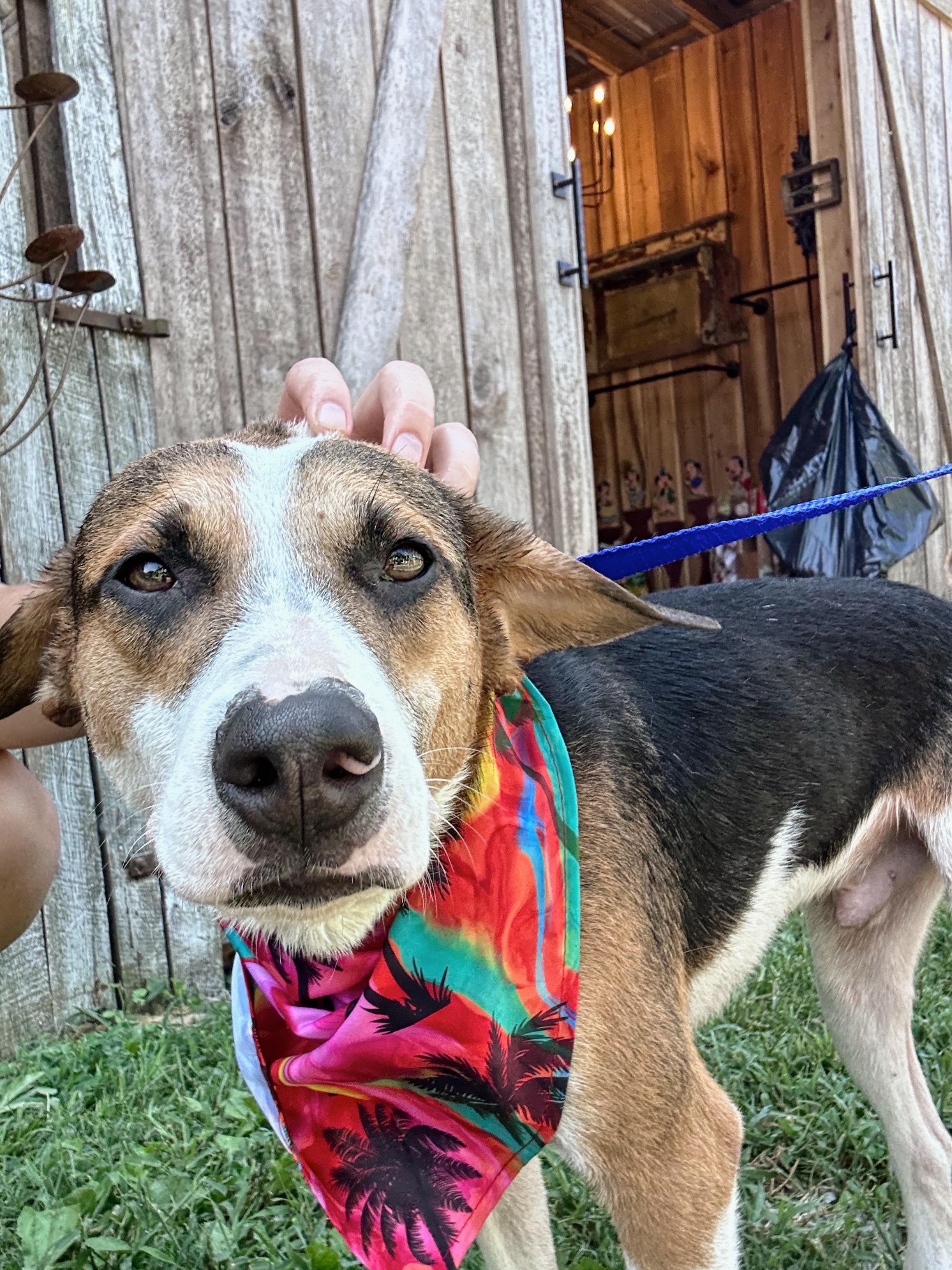 Satellite, a Adopted mixed breed in Whites Creek, TN image 4/4