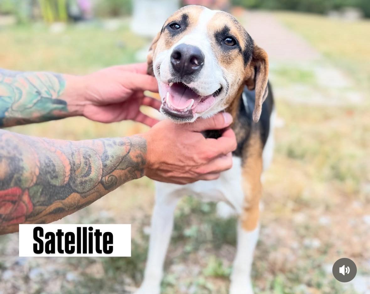 Satellite, a Adopted mixed breed in Whites Creek, TN image 2/4