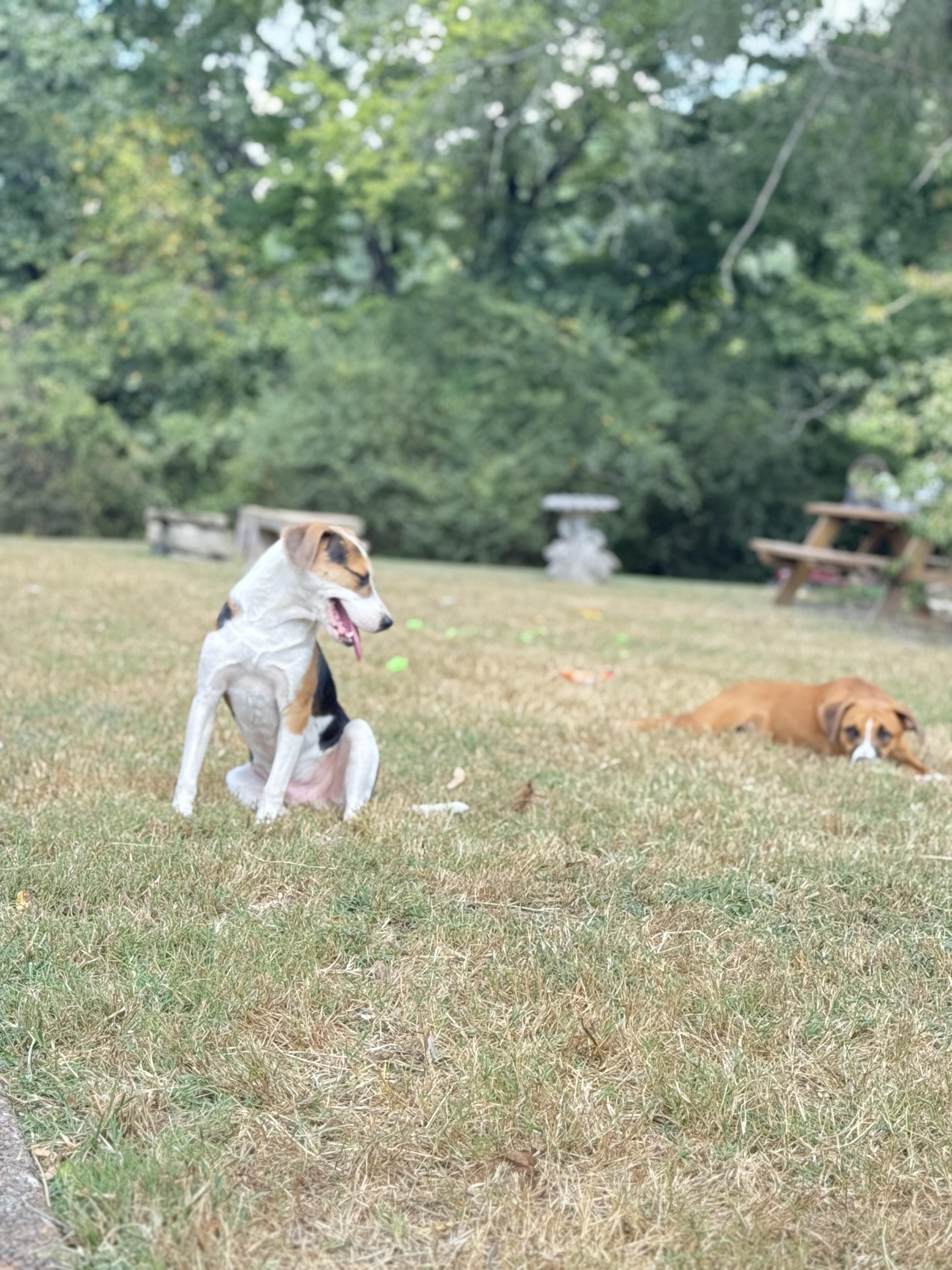 Satellite, a Adopted mixed breed in Whites Creek, TN image 3/4