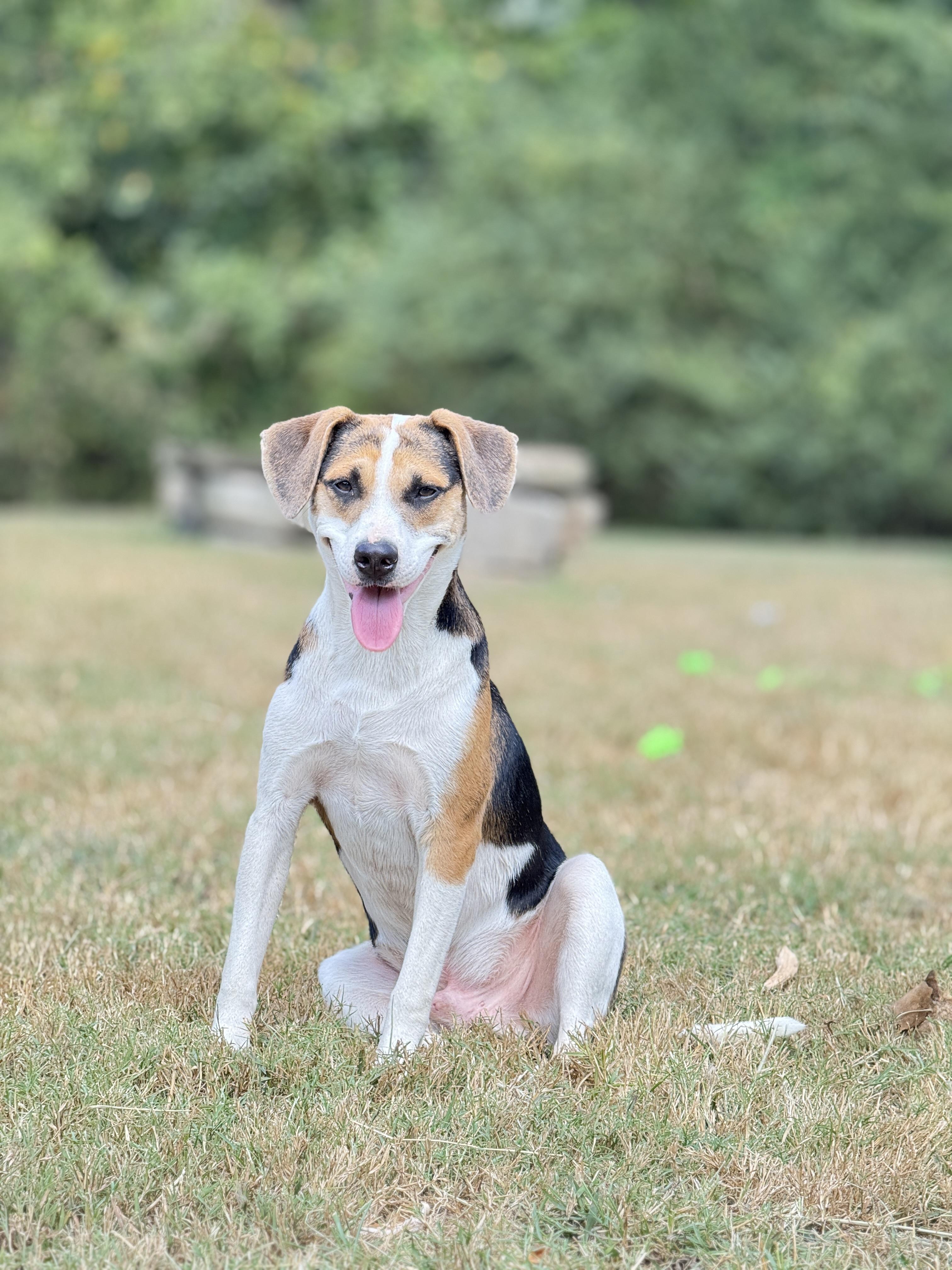 Satellite, a Adopted mixed breed in Whites Creek, TN image 1/4