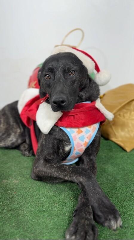 Snickers thumbnail 2