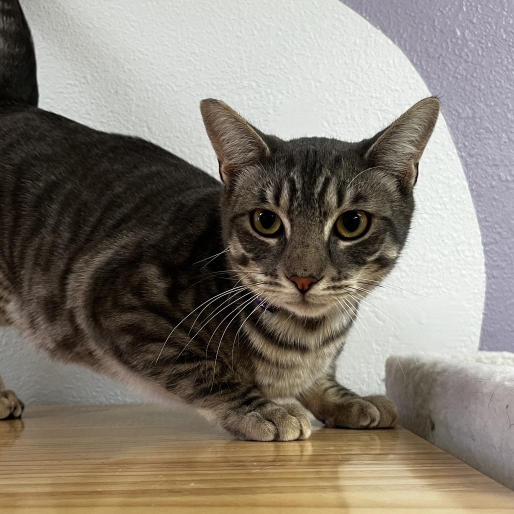 Enlarge Perseus, a Adoptable Domestic Short Hair in Yucca Valley, CA image 1/5