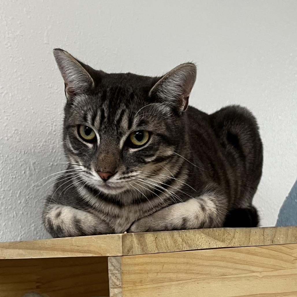 Enlarge Perseus, a Adoptable Domestic Short Hair in Yucca Valley, CA image 2/5