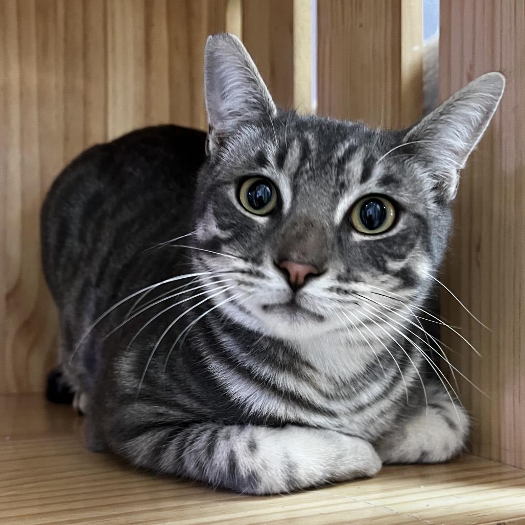 Enlarge Perseus, a Adoptable Domestic Short Hair in Yucca Valley, CA image 3/5