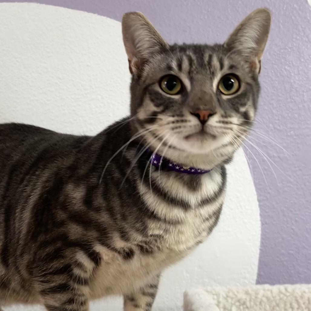 Enlarge Perseus, a Adoptable Domestic Short Hair in Yucca Valley, CA image 4/5