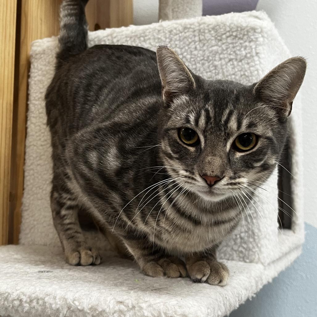 Enlarge Perseus, a Adoptable Domestic Short Hair in Yucca Valley, CA image 5/5