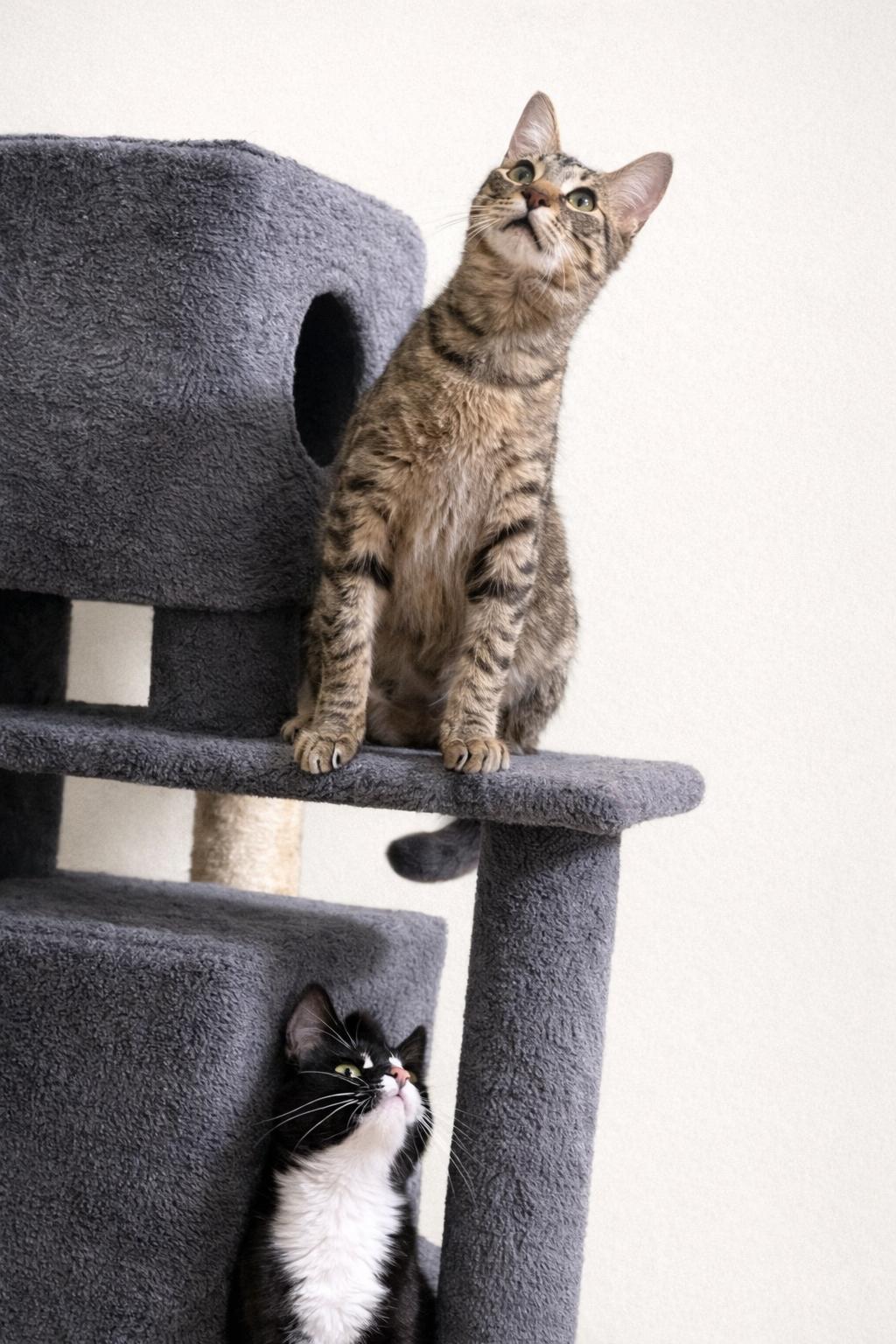 Merle & Hank — thumbnail 2