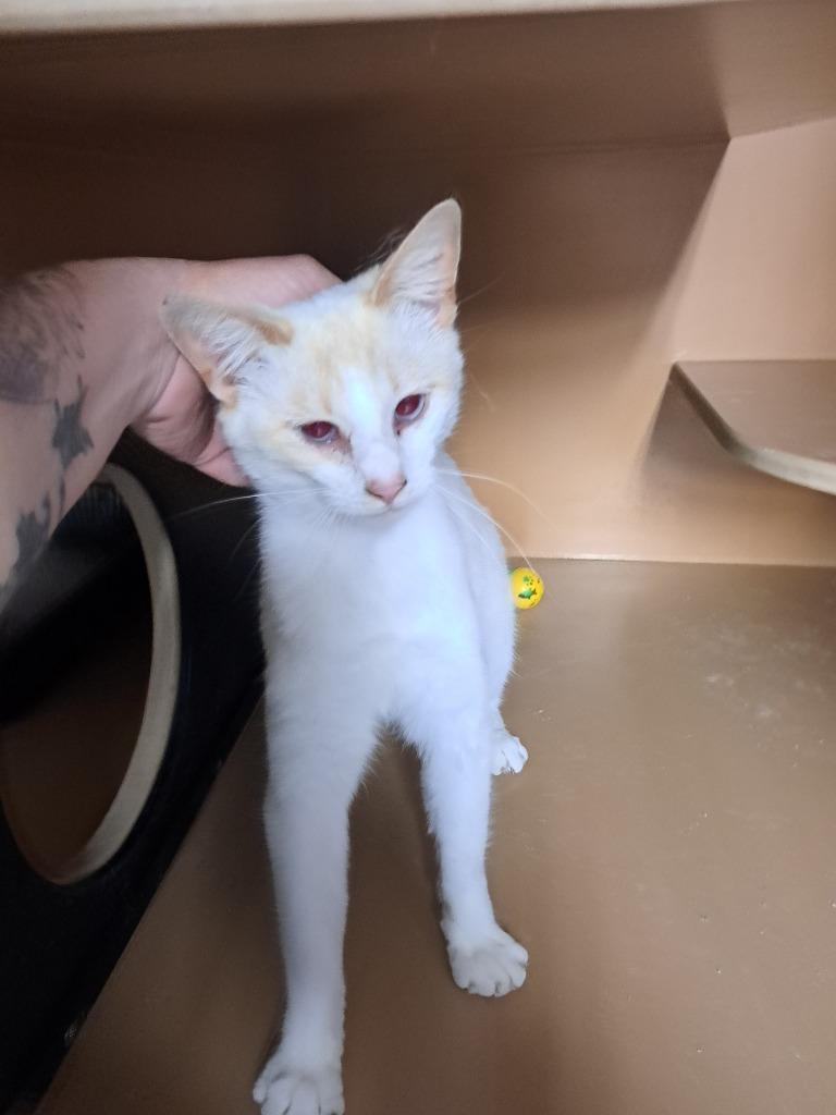 Enlarge Maria, a Adoptable Siamese in Fayetteville, TN image 1/2