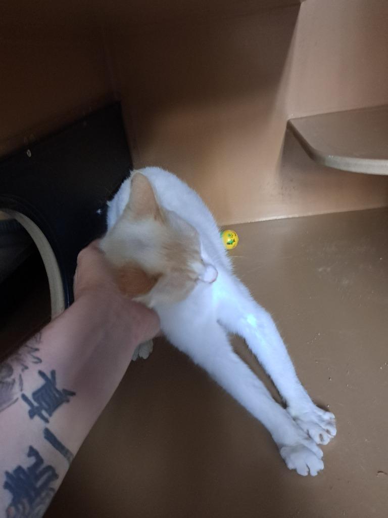 Enlarge Maria, a Adoptable Siamese in Fayetteville, TN image 2/2