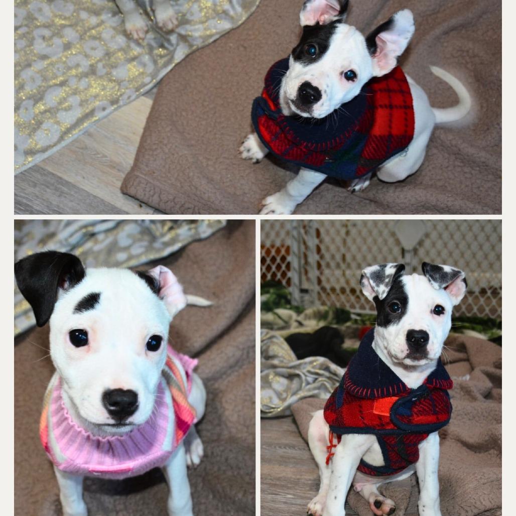 Enlarge Pongo, a Adoptable Terrier in Enterprise, AL image 1/1