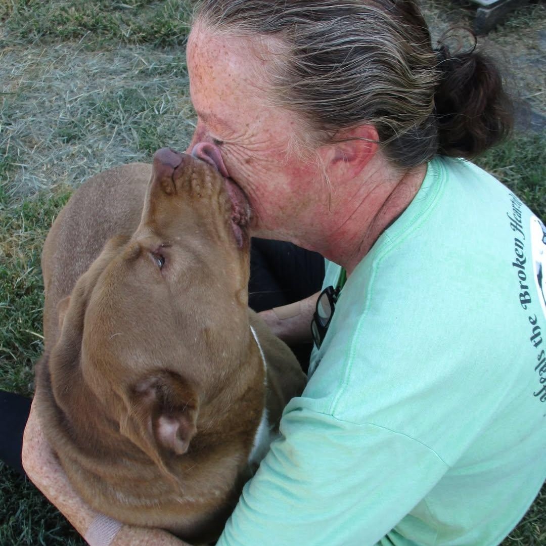 Enlarge China, a Adopted Pit Bull Terrier in Southaven , MS image 4/4