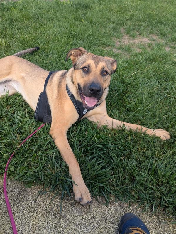 Enlarge Daphne, a Adoptable mixed breed in Santa Rosa, CA image 1/6