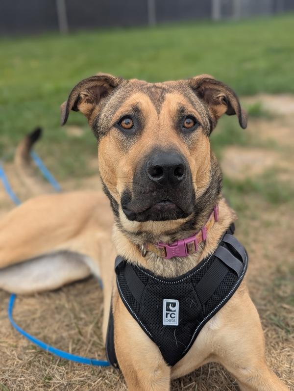 Enlarge Daphne, a Adoptable mixed breed in Santa Rosa, CA image 4/6