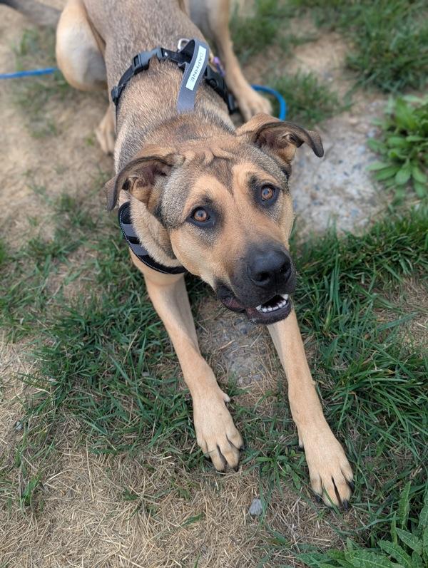 Enlarge Daphne, a Adoptable mixed breed in Santa Rosa, CA image 6/6