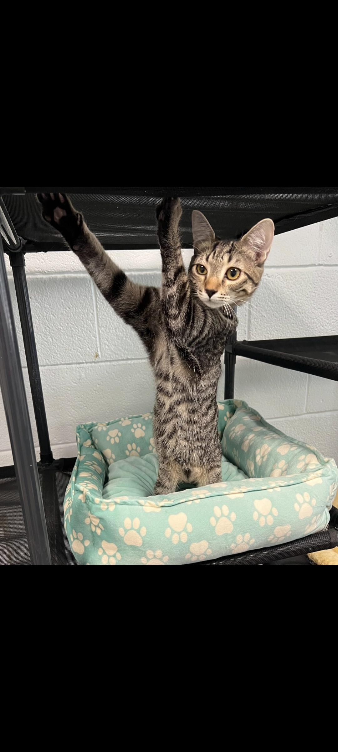 Adam, Adopted, Kitten Male Domestic Short Hair.