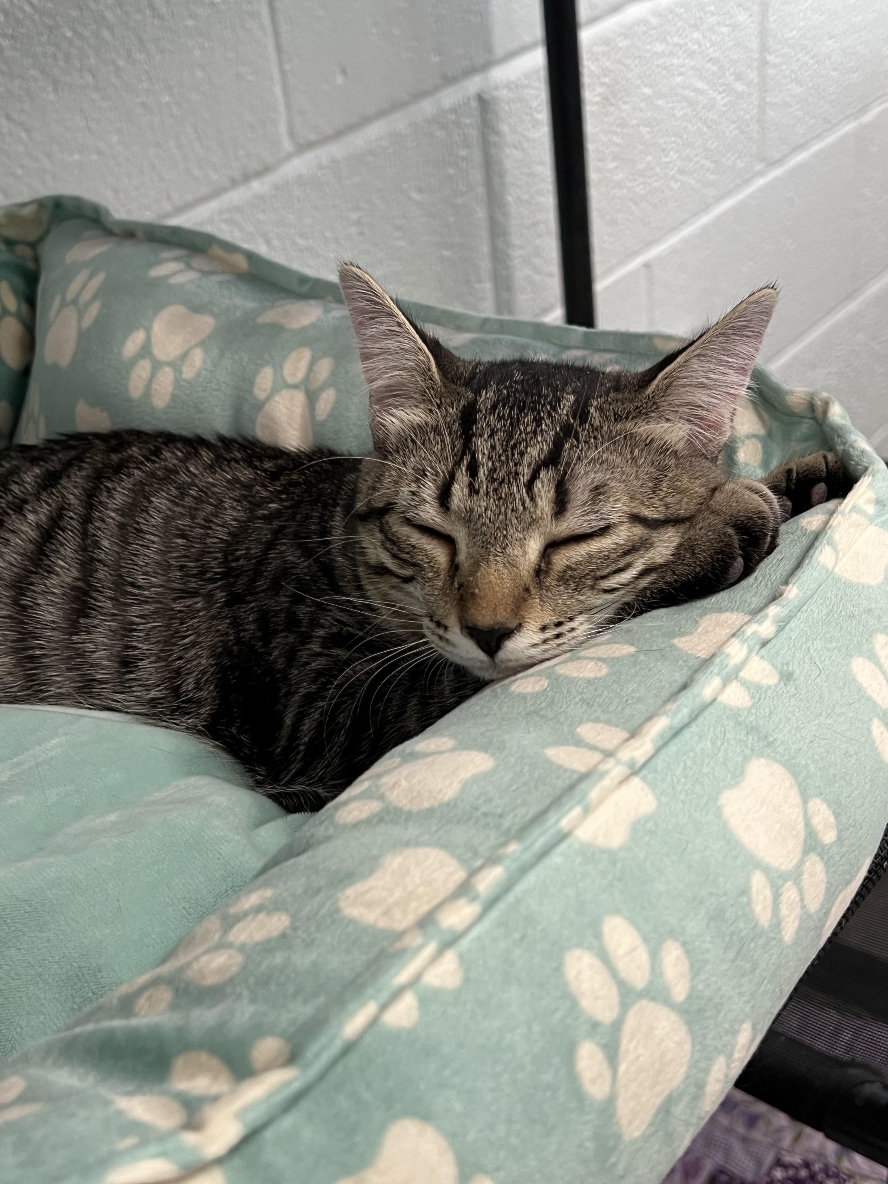 Enlarge Adam, a Adopted Domestic Short Hair in Morganton, NC image 2/3