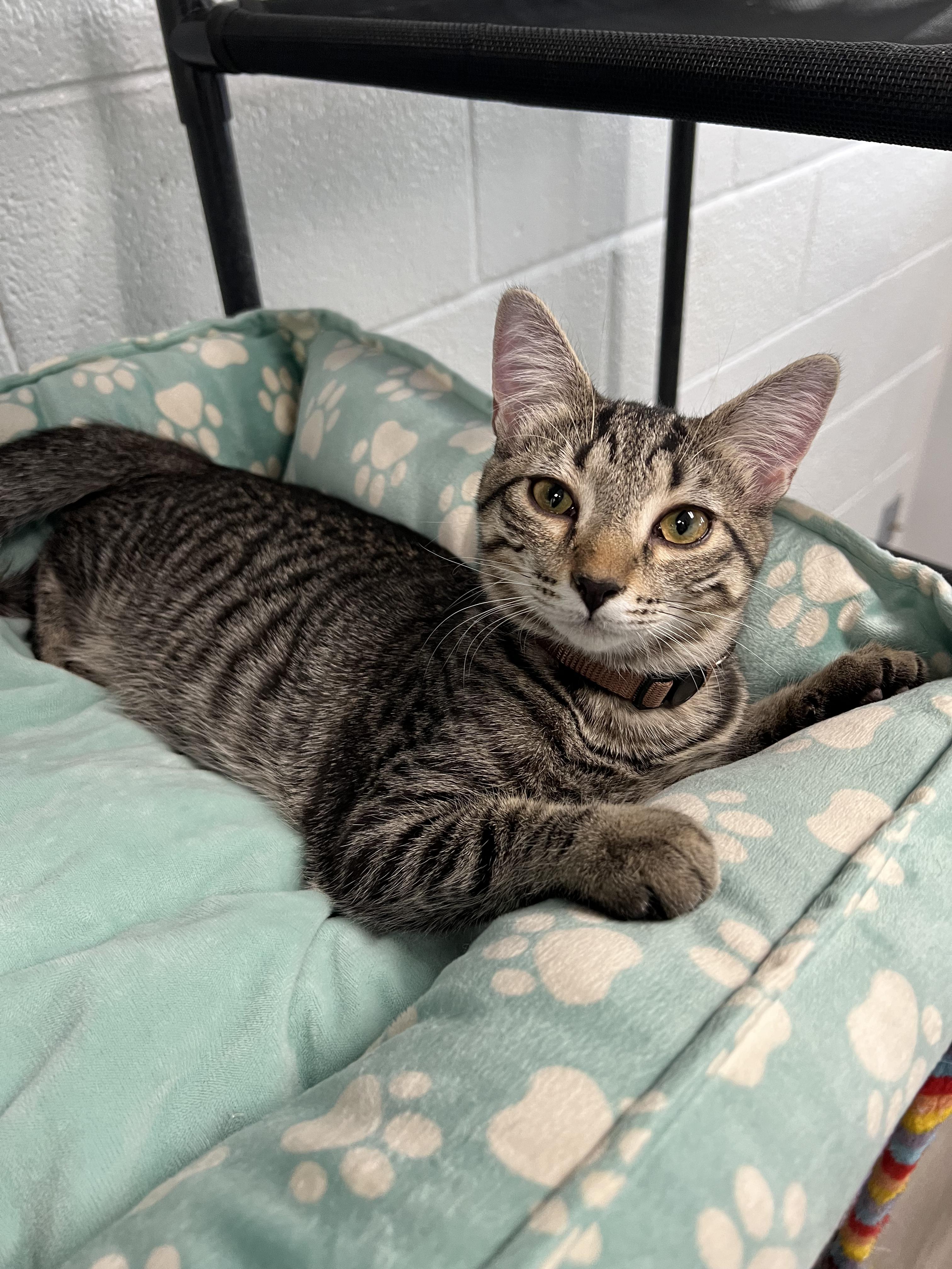 Enlarge Adam, a Adopted Domestic Short Hair in Morganton, NC image 3/3