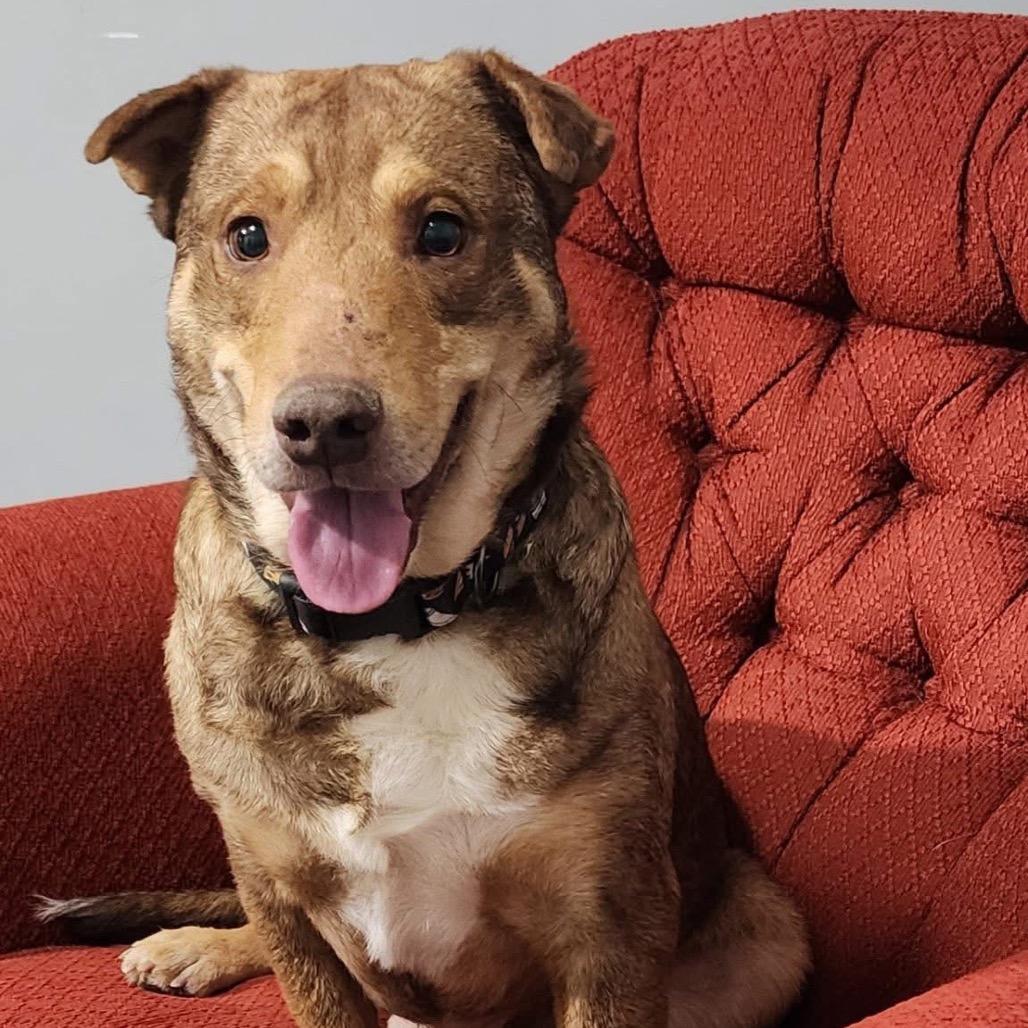 Wolfie, Adoptable, Adult Male Shar-Pei & Mixed Breed.