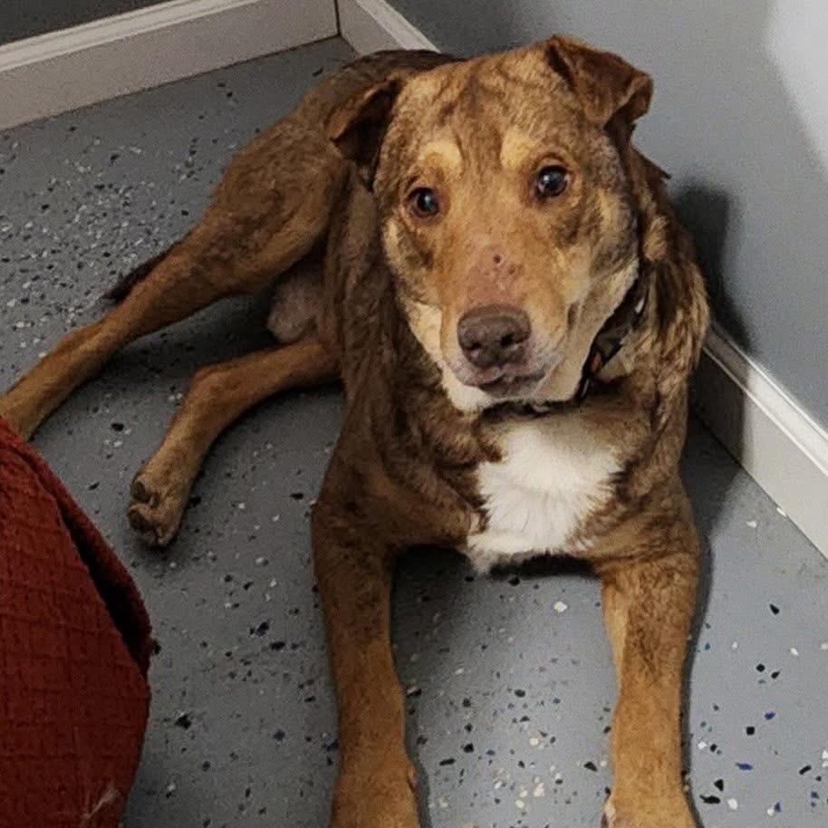 Wolfie, a Adoptable mixed breed in Avon, OH image 2/3