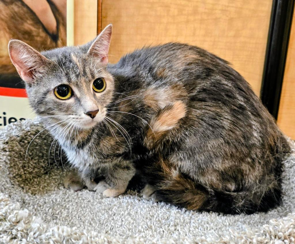Enlarge Luna Girl, a Adoptable mixed breed in Rowlett, TX image 1/3