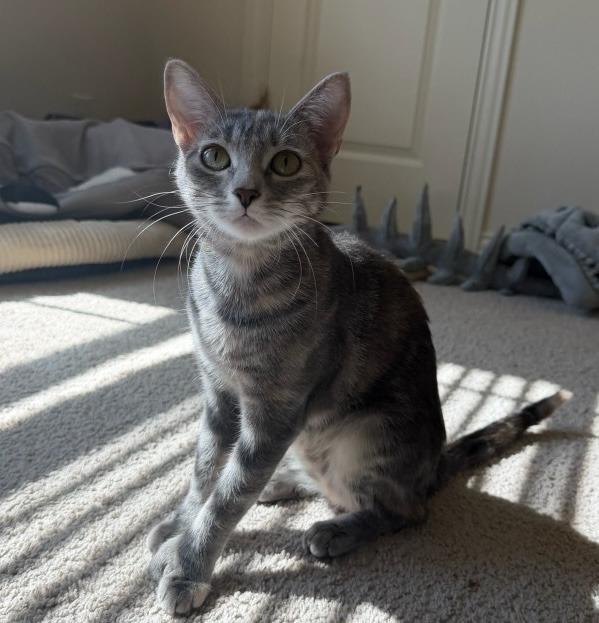 Enlarge Luna Girl, a Adoptable mixed breed in Rowlett, TX image 2/3