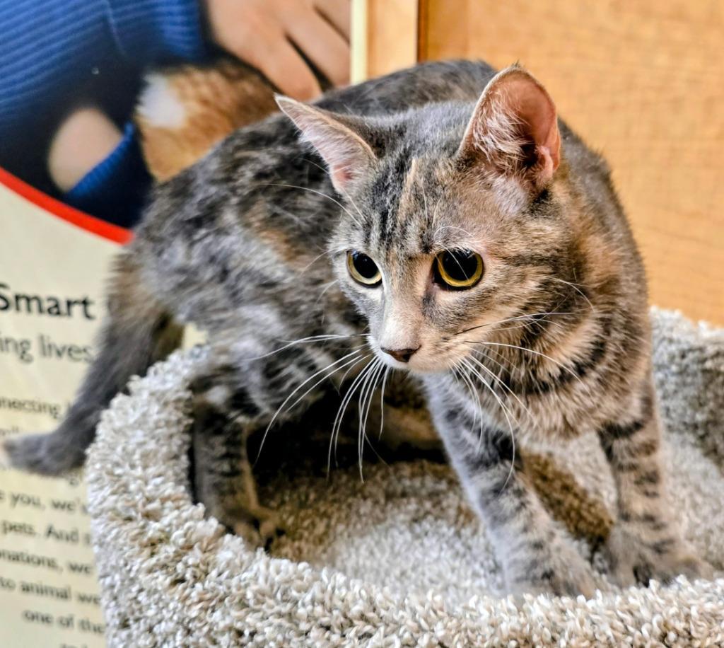 Enlarge Luna Girl, a Adoptable mixed breed in Rowlett, TX image 3/3