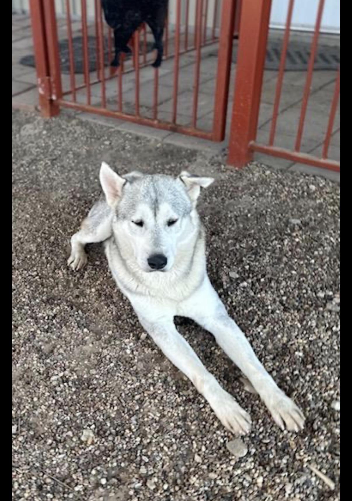 Enlarge Blaze, a Adoptable mixed breed in Washington Court House, OH image 4/5