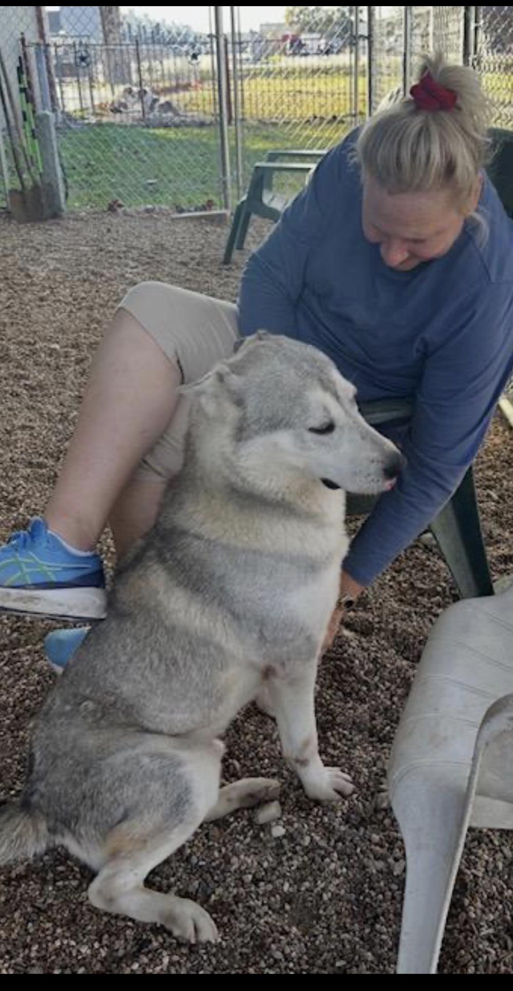 Enlarge Blaze, a Adoptable mixed breed in Washington Court House, OH image 1/5