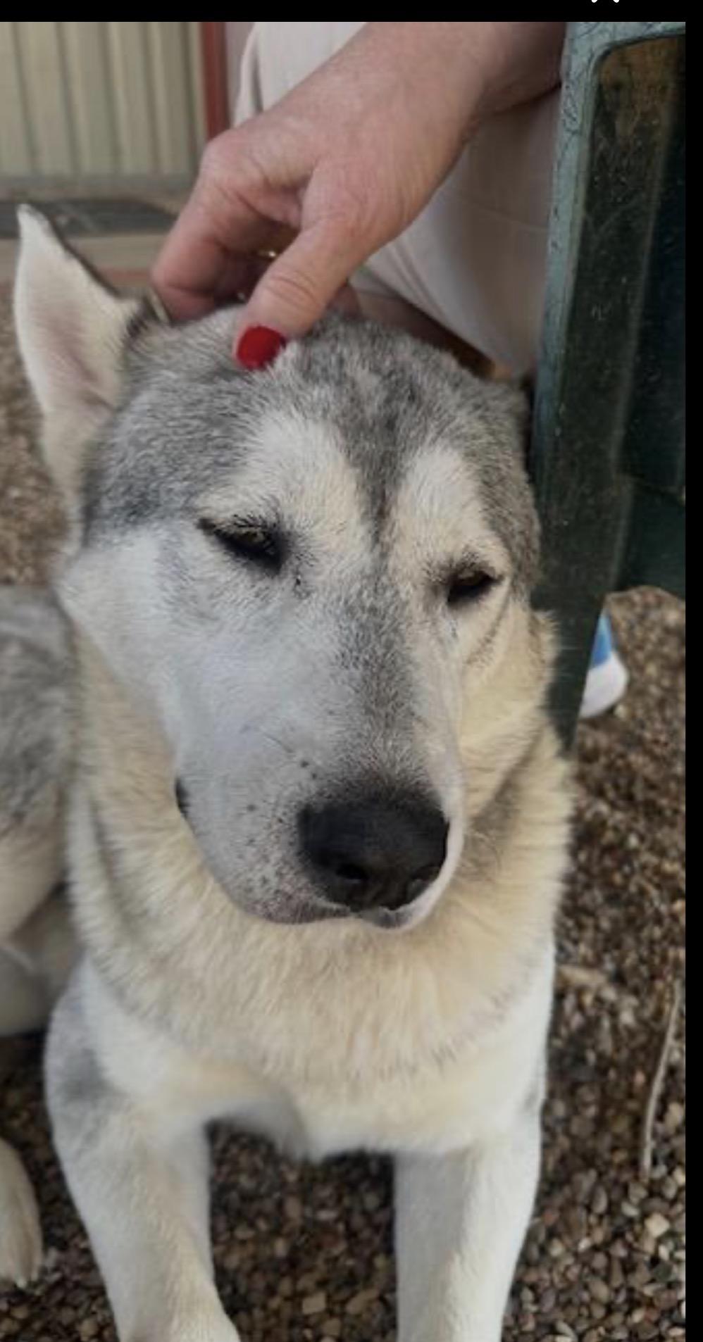 Enlarge Blaze, a Adoptable mixed breed in Washington Court House, OH image 5/5
