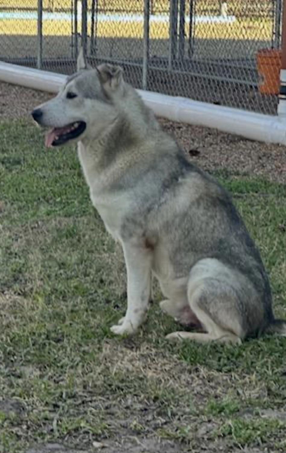 Enlarge Blaze, a Adoptable mixed breed in Washington Court House, OH image 3/5