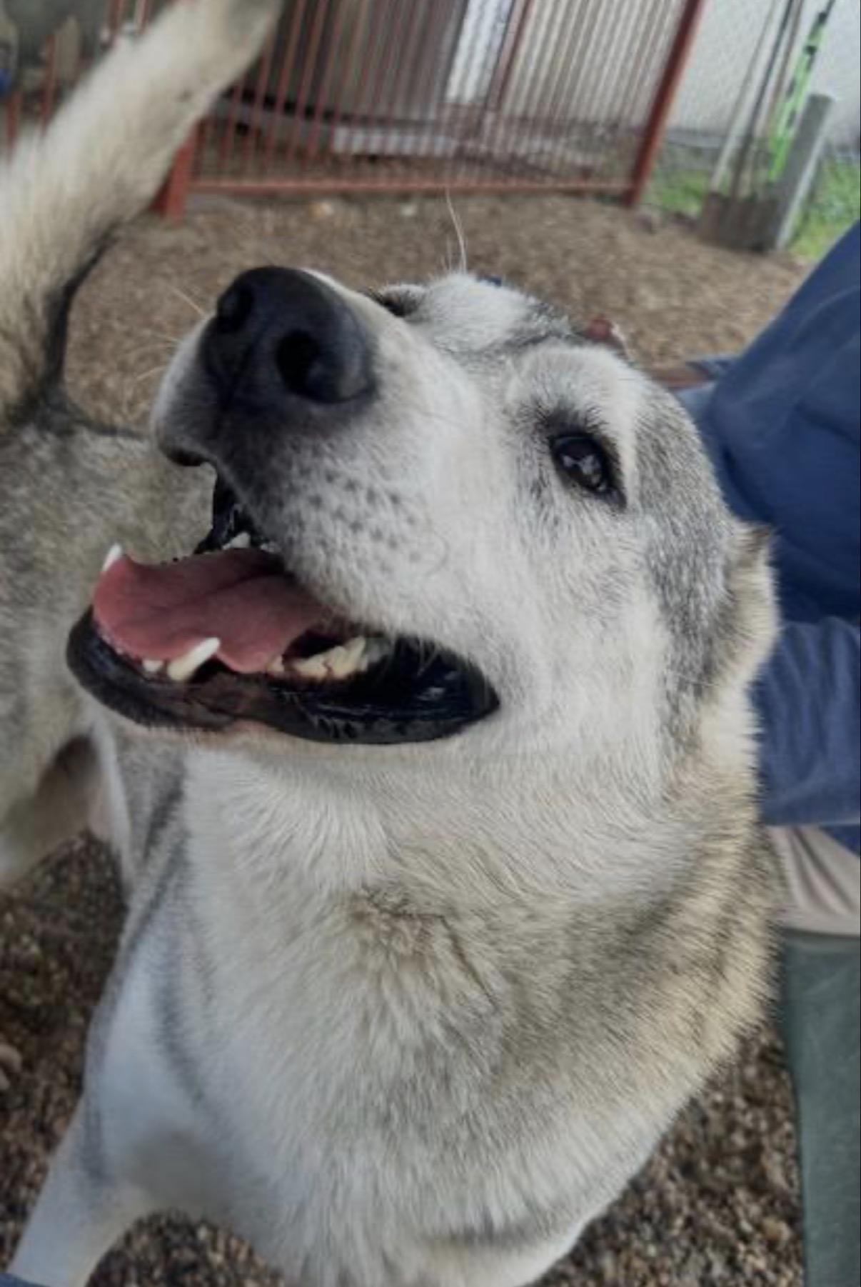 Enlarge Blaze, a Adoptable mixed breed in Washington Court House, OH image 2/5