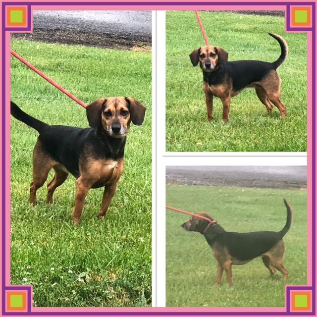 SKY, ADOPTABLE, Adult Female Beagle.