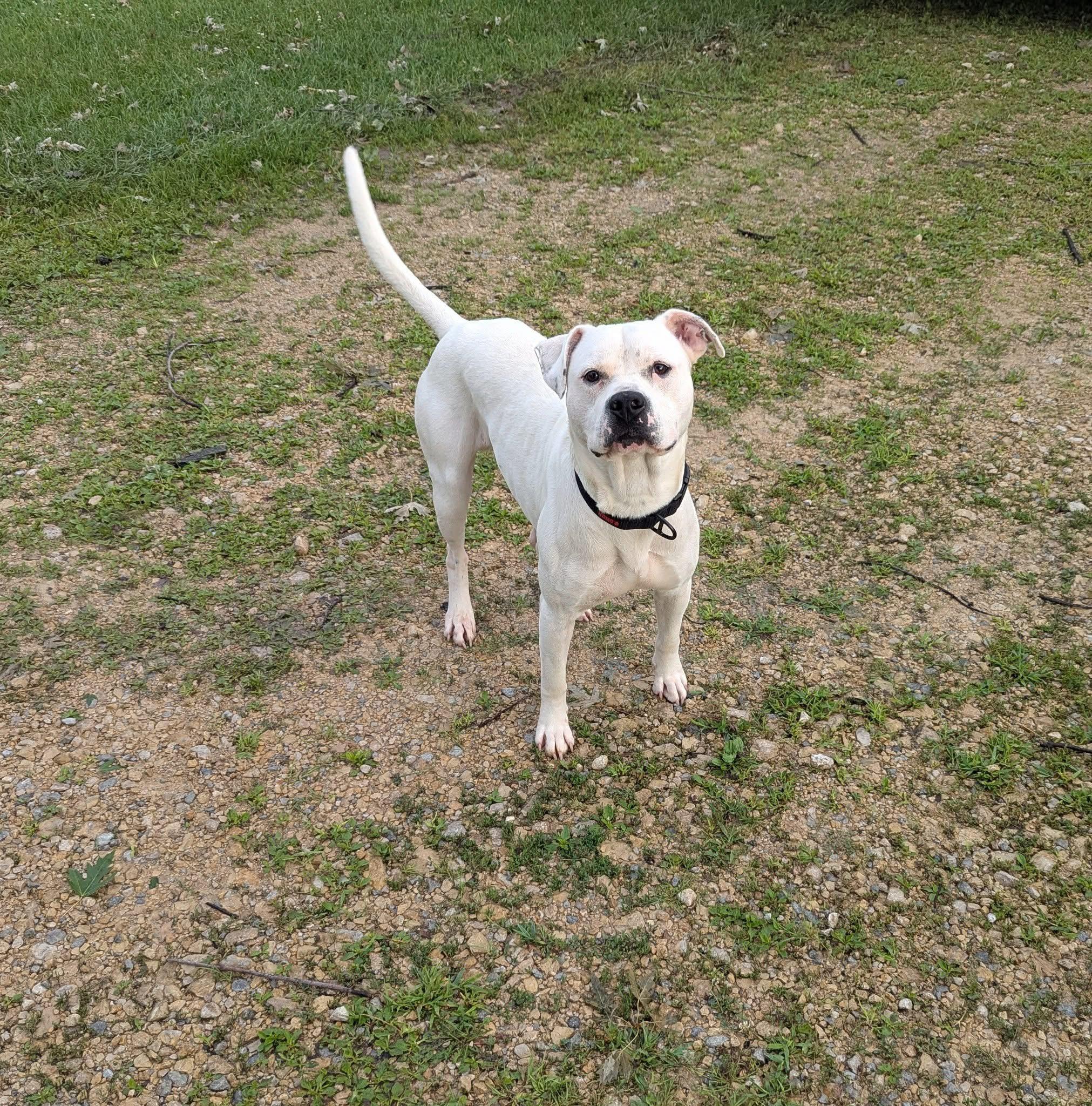 Bear!, Adopted, Adult Male Boxer.