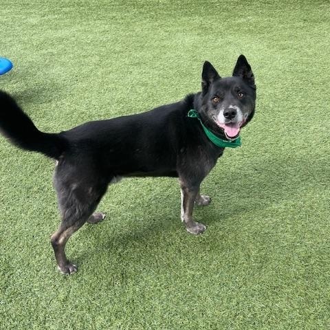 Enlarge Ollie, a ADOPTABLE mixed breed in Edgewater, NJ image 1/4