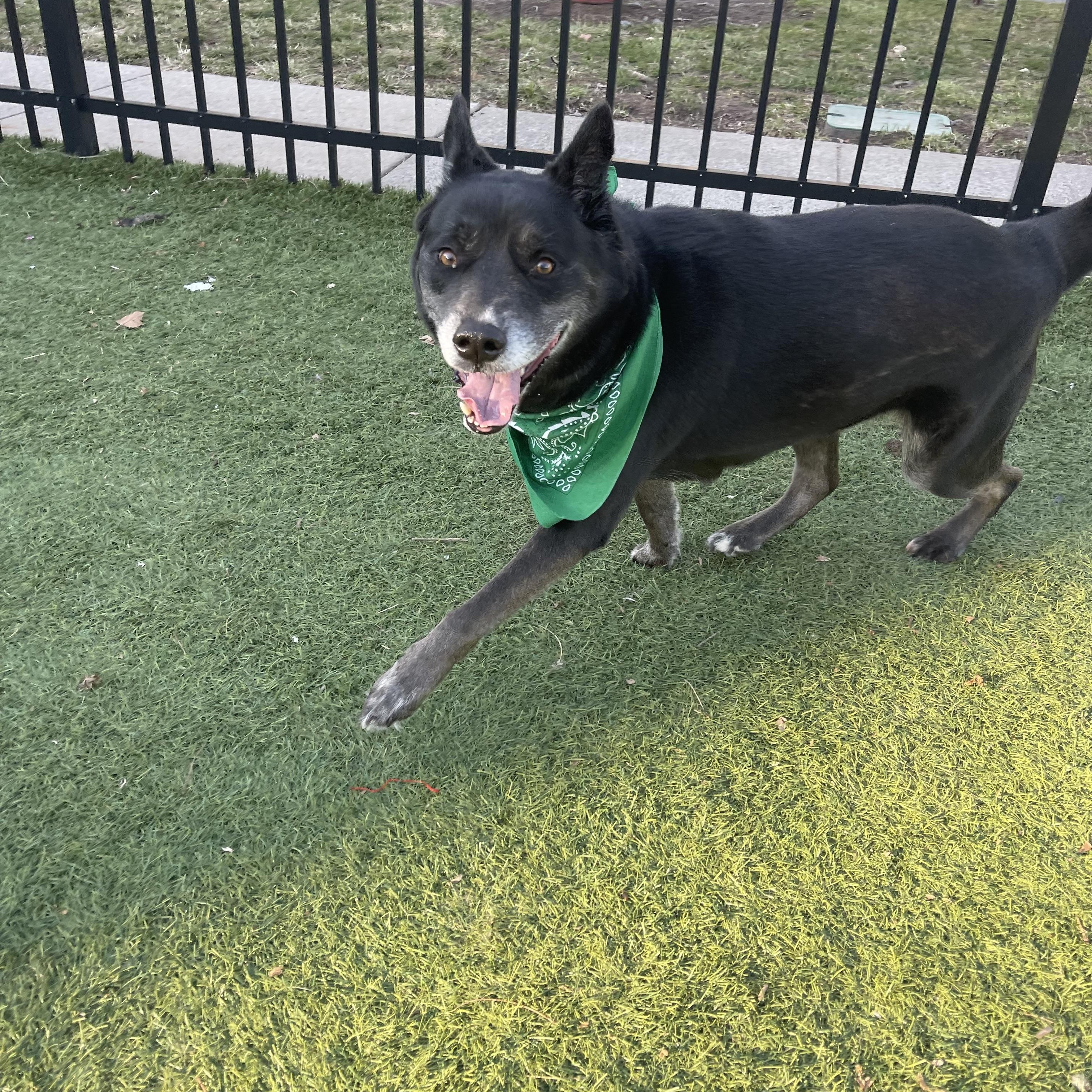 Ollie, a ADOPTABLE mixed breed in Edgewater, NJ image 1/5